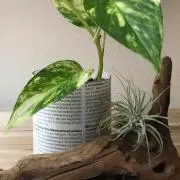 LaLaPiの画像