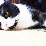 かれん