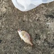 ヒラの画像