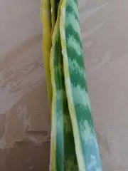 いろはの画像