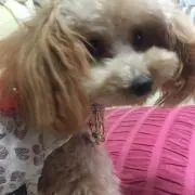 一旦閉店します　　再開ゴールデン明け