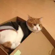 みゆ