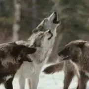 うる