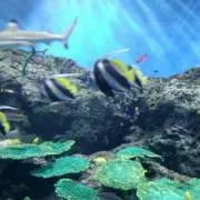 ぴぃ