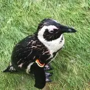 まいろの画像