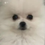 ポメ助の画像