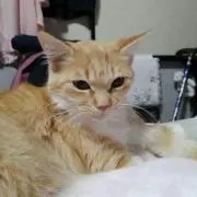 チャーちゃん