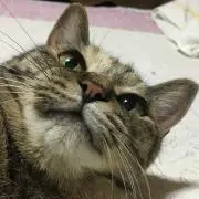 あらり