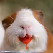 モルモット