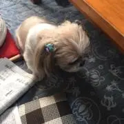 TeAIの画像