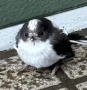 ★さまたの画像