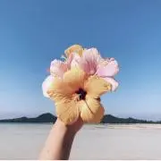 Salicinaの画像