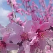 sayutoの画像
