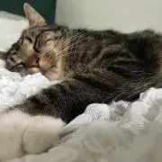 あまおうの画像