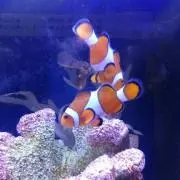 カナの画像
