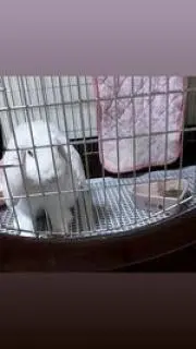 うさぎ
