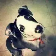 ちぁりぃの画像