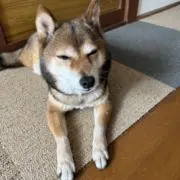 しわすの画像
