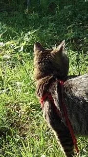 ちねこの画像