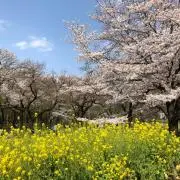 もちもちの画像