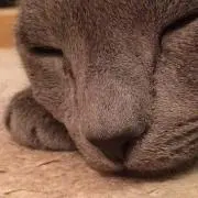ゆきの画像
