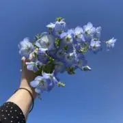 はちみつの画像