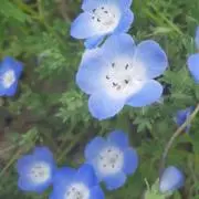 タウン団長の画像