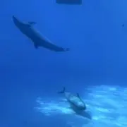 とちとちの画像