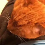 Akの画像