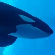 りかこ無言取引◎質問歓迎✨️の画像