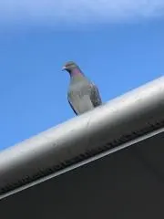 RocKの画像