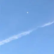 たんぽぽの画像