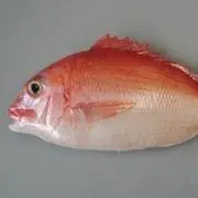 しゃけの画像