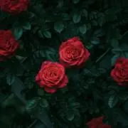 ユアの画像