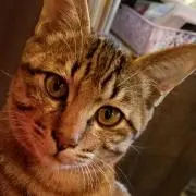 サクの画像
