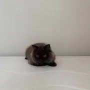 ぷの画像