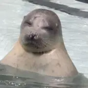 K0Uの画像