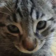 キクヨン