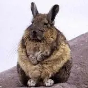 たまごの画像