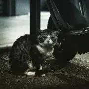 のらねこ