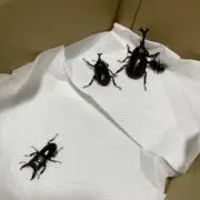 かぶとむし
