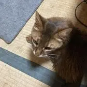 ソマ