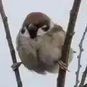 サンタの画像