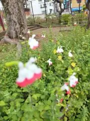 野の花