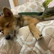 Fの画像