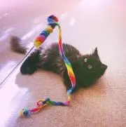 ggの画像