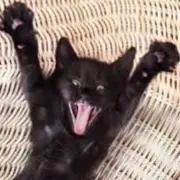 まろの画像