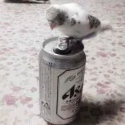 ペケット