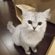 ハルルンの画像