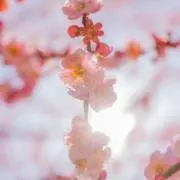 さくの画像